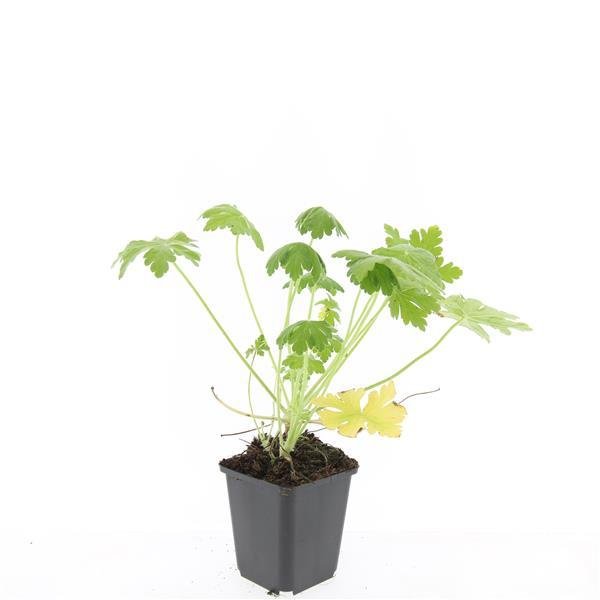 24x Geranium macr. ‘Spessart’ - Höhe 10 - 25 cm - Ø 9 cm - Wurzelwerk Design