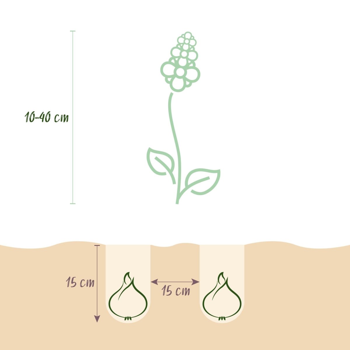 Blumenzwiebeln Bulb Garden Mix | 125 Stück Sorten - &amp; Farbenmix – Geschenkverpackung - Wurzelwerk Design