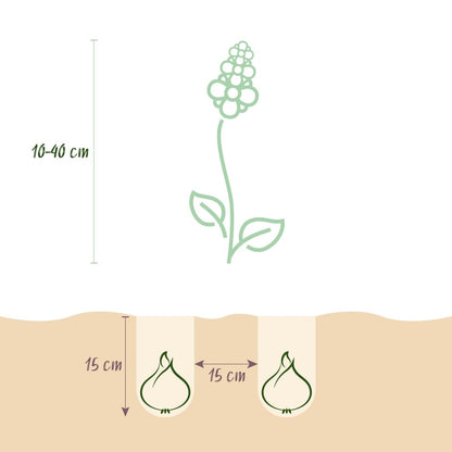 Blumenzwiebeln Bulb Garden Mix | 125 Stück Sorten - &amp; Farbenmix – Geschenkverpackung - Wurzelwerk Design