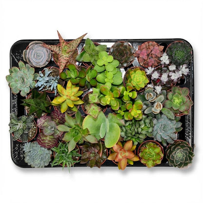Mini Sukkulenten-Mix von Everspring, 30 kleine Pflanzen mit Durchmesser 5,5 cm und Höhe 5-10 cm, grüne Sukkulenten in Töpfen.