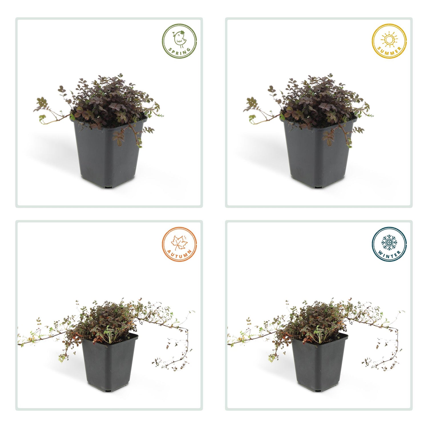 12 Acaena microphylla &