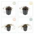 12 Acaena microphylla &