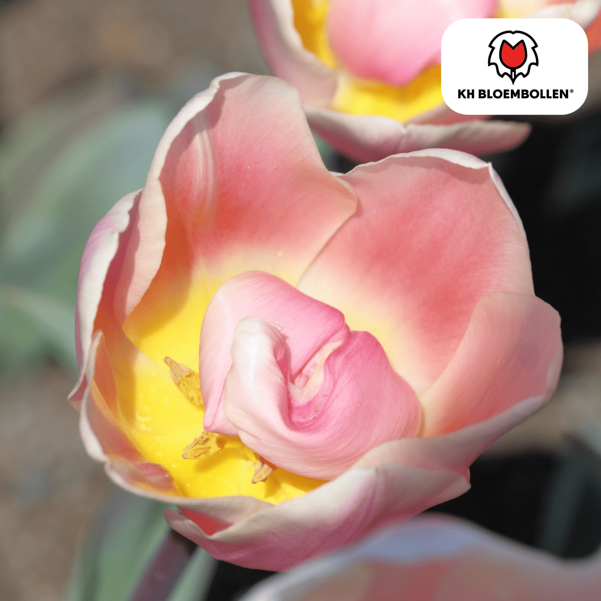 Tulpenzwiebeln Apricot Delight | 20 Stück - Wurzelwerk Design