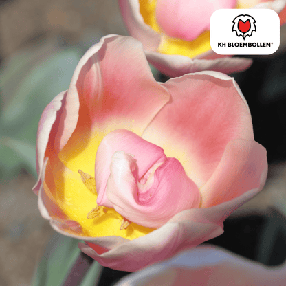 Gelbe Tulpenzwiebeln Apricot Delight von Everspring, 20 Stück, frisch und bereit für den Garten.