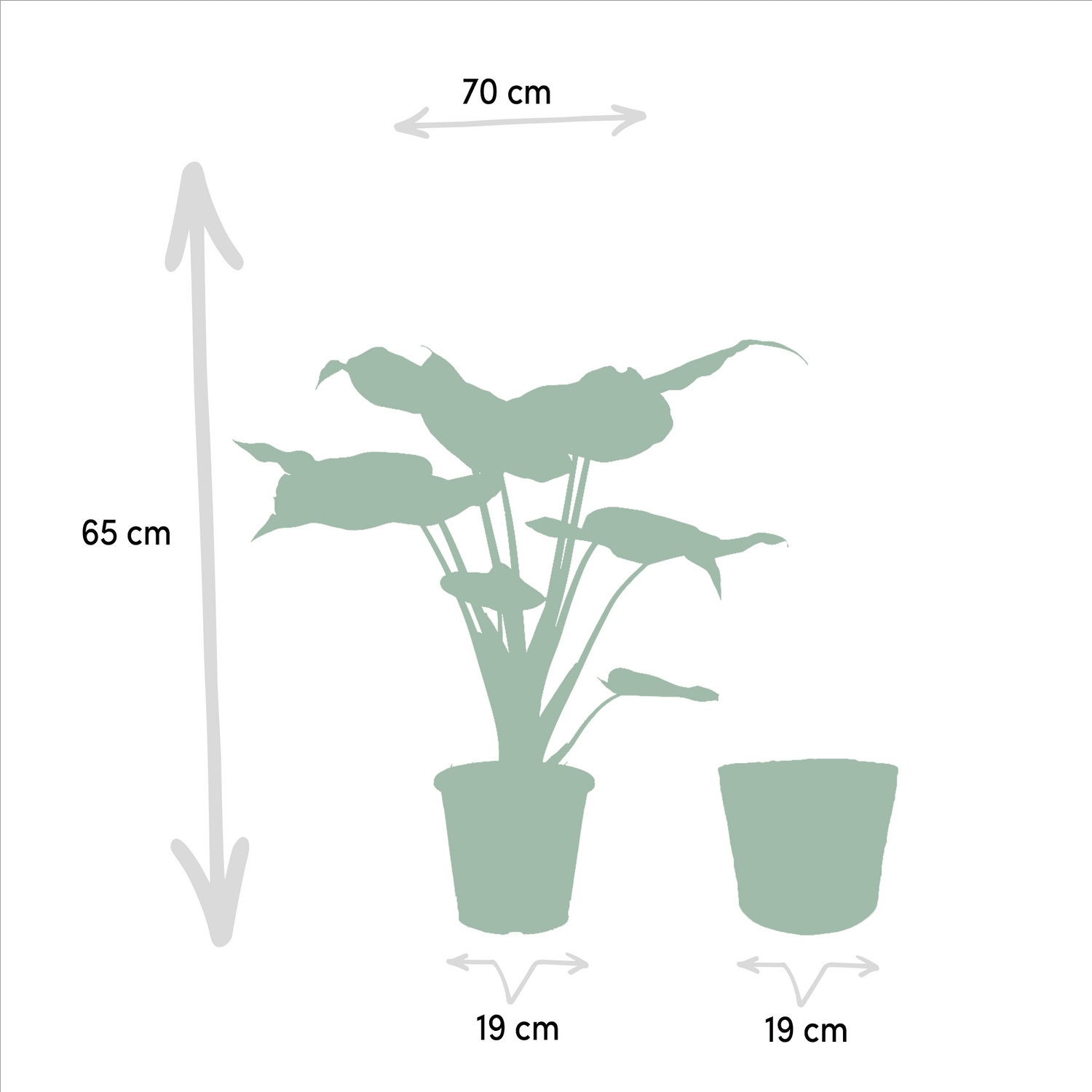 Alocasia Set im Korb mit Cucullata (60 cm) und Lauterbachiana (75 cm) von Everspring, beide Pflanzen in dekorativen Körben.