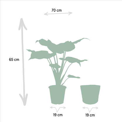 Alocasia Set im Korb mit Cucullata (60 cm) und Lauterbachiana (75 cm) von Everspring, beide Pflanzen in dekorativen Körben.