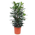 Ficus Cyathistipula 140 - 180cm – Pflegeleichte Zimmerpflanze mit Stil - Wurzelwerk Design