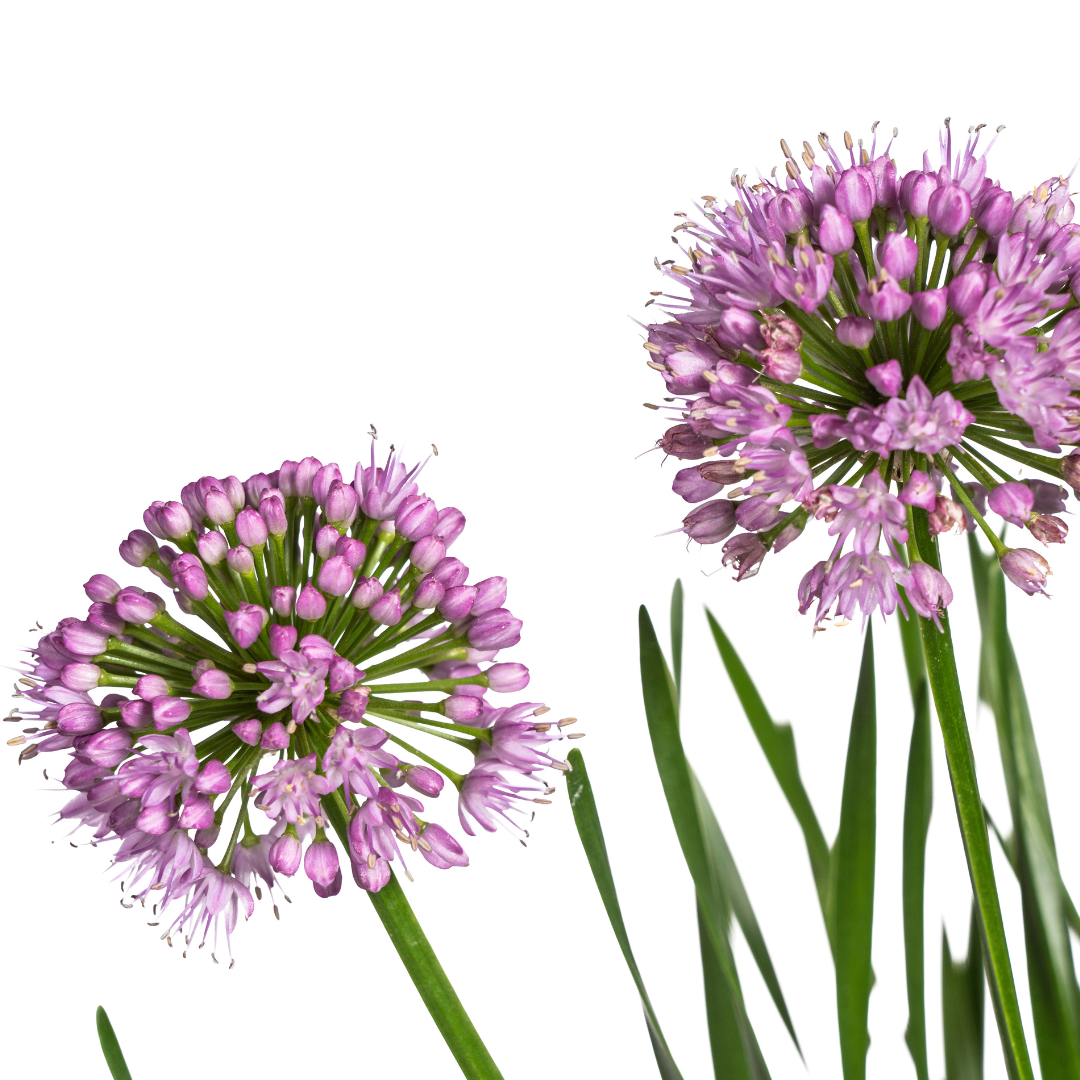 Allium ‘Millenium’ – Zierlauch im Ø19 cm Topf | Bienenfreundlich &amp; pflegeleicht - Wurzelwerk Design