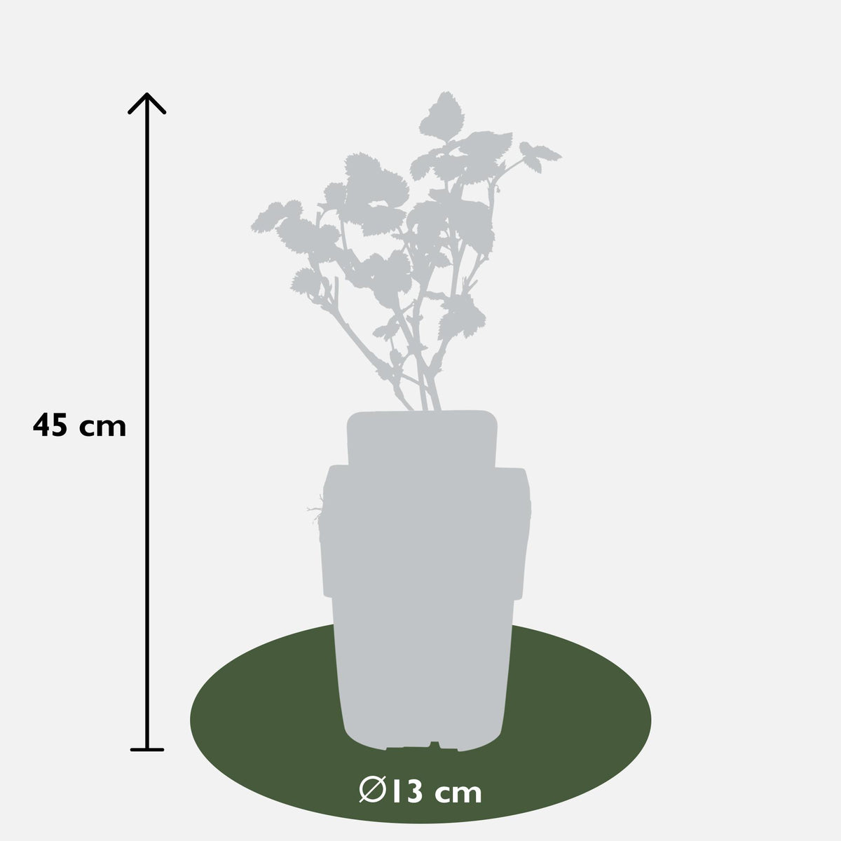 Everspring Brombeerpflanze Rubus fruticosus &