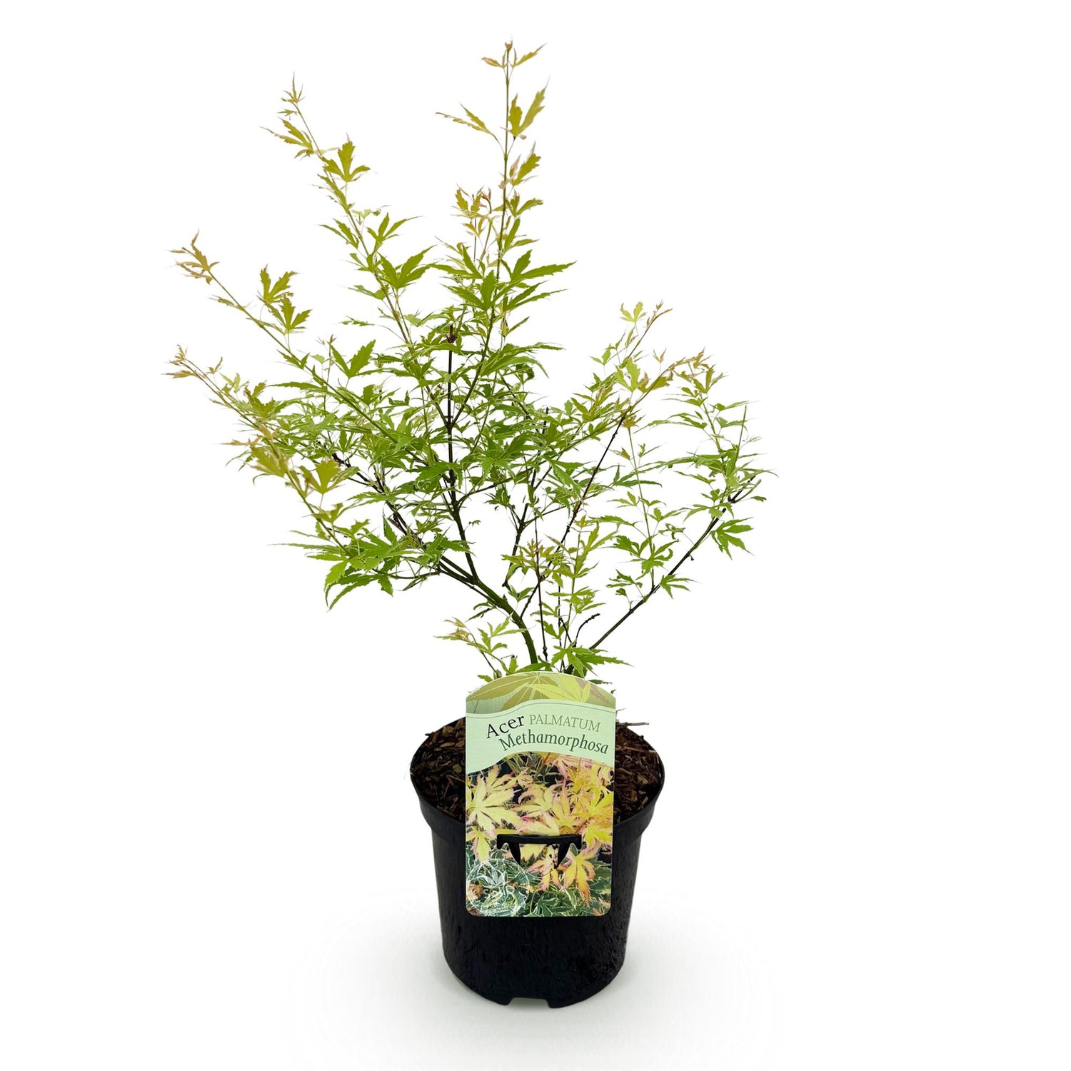 Japanischer Ahorn Methamorphosa in grün, 70cm hoch, topf 19cm, laubabwerfend, Everspring Pflanze für Garten und Balkon