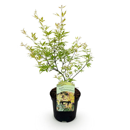 Japanischer Ahorn Methamorphosa in grün, 70cm hoch, topf 19cm, laubabwerfend, Everspring Pflanze für Garten und Balkon