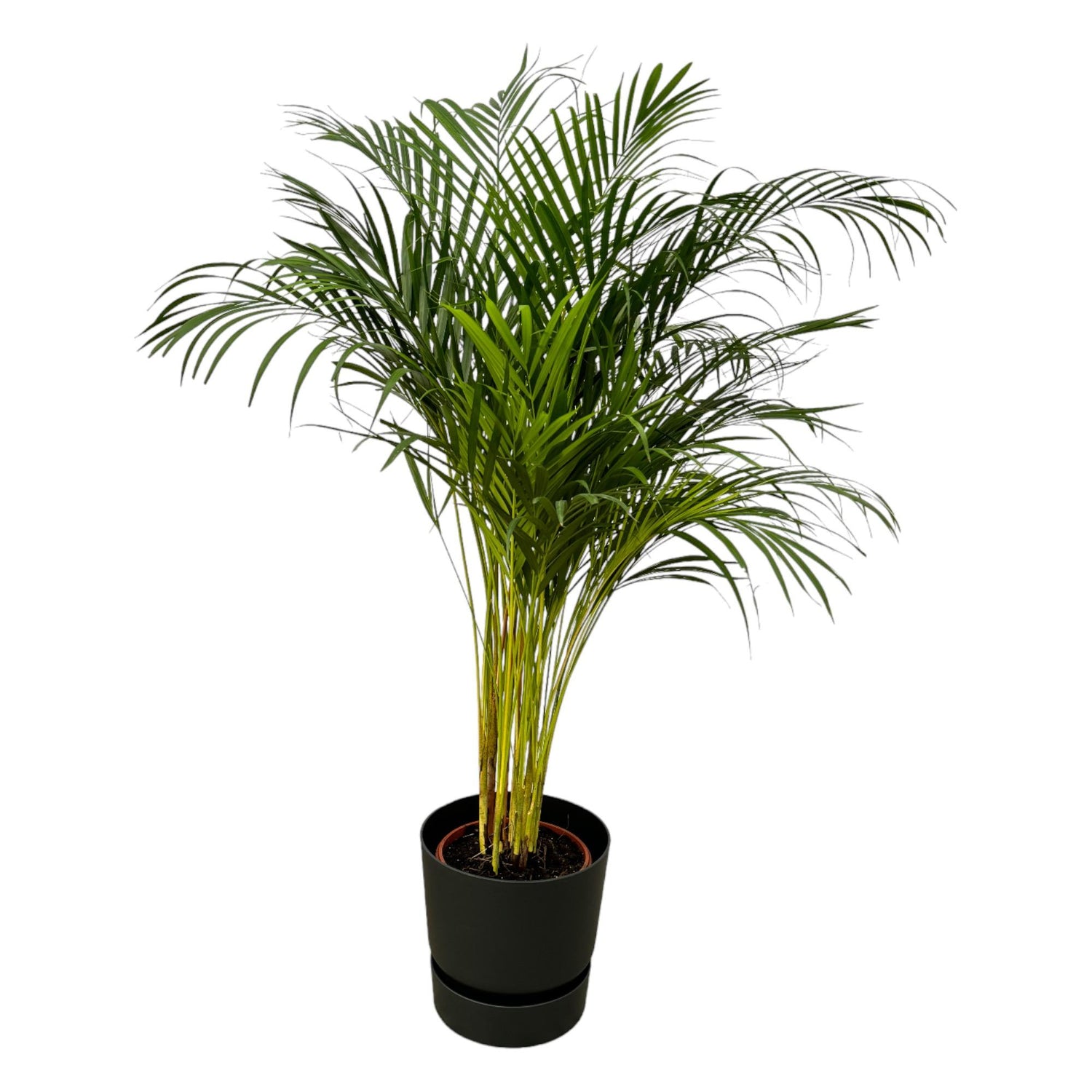 Areca-Palme Goldfruchtpalme, ca. 130 cm hoch, im Korb oder Topf als luftreinigende Zimmerpalme