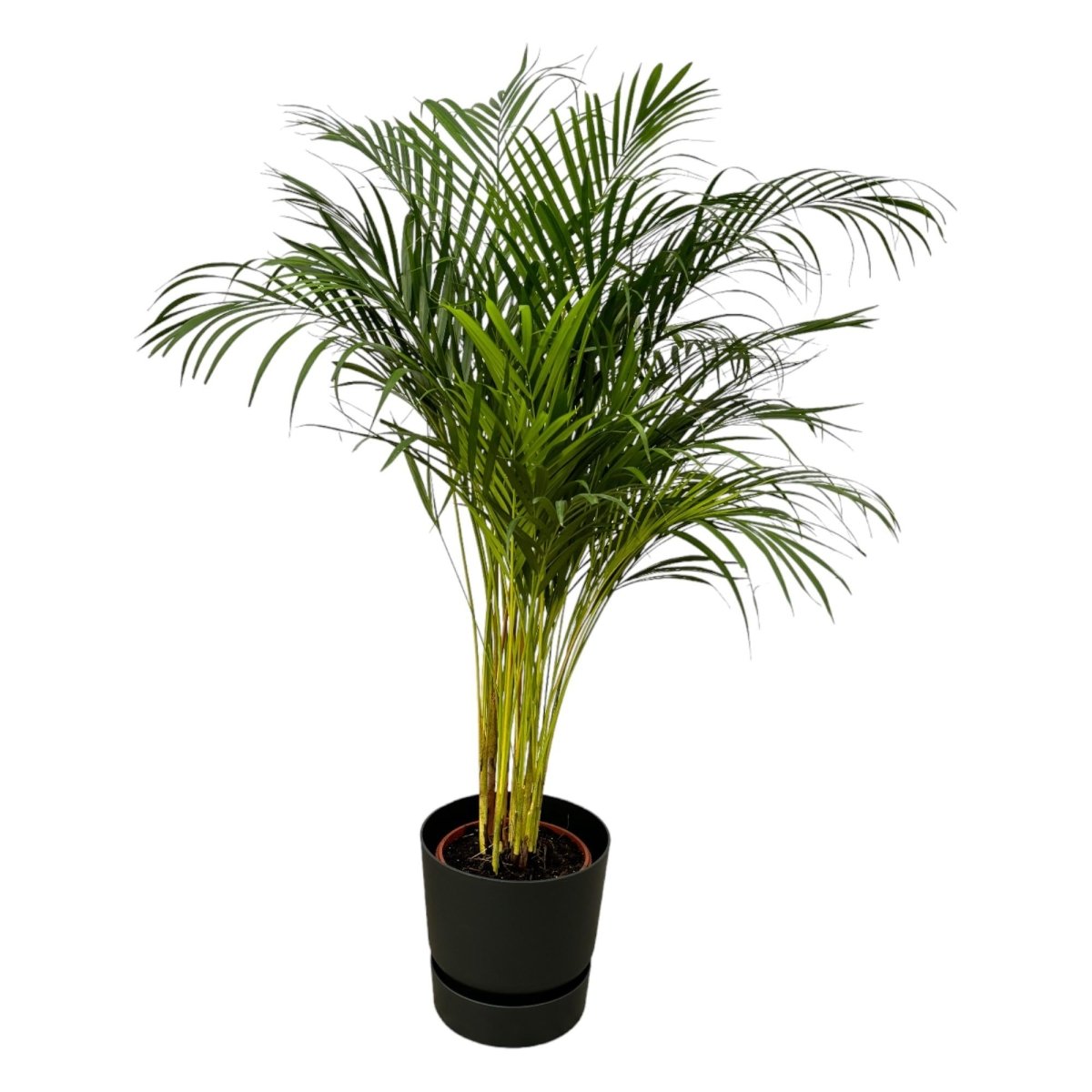 Areca - Palme 110cm mit Topf – Goldfruchtpalme für gesunde Raumluft - Wurzelwerk Design