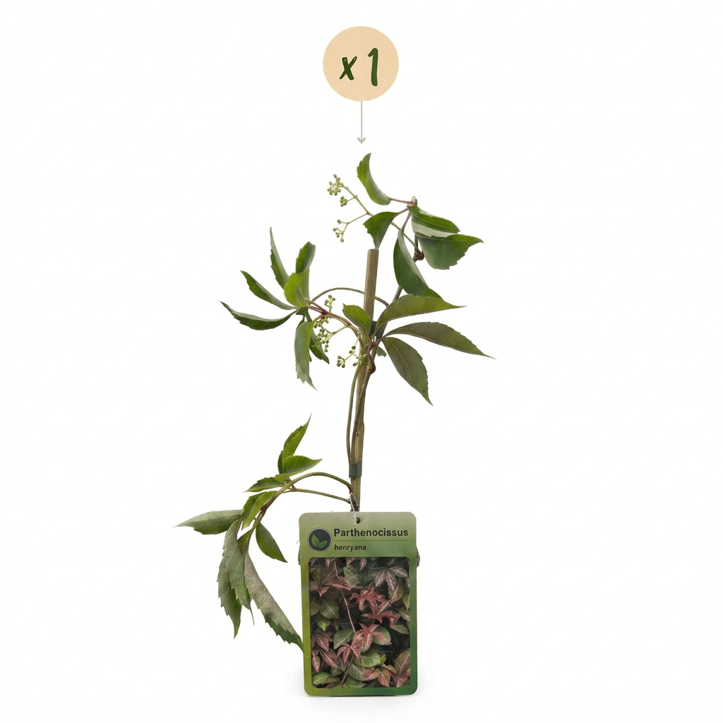 Chinesischer Wilder Wein kaufen – Parthenocissus henryana | grün, Ø 9 cm, Höhe 35 cm - Wurzelwerk Design