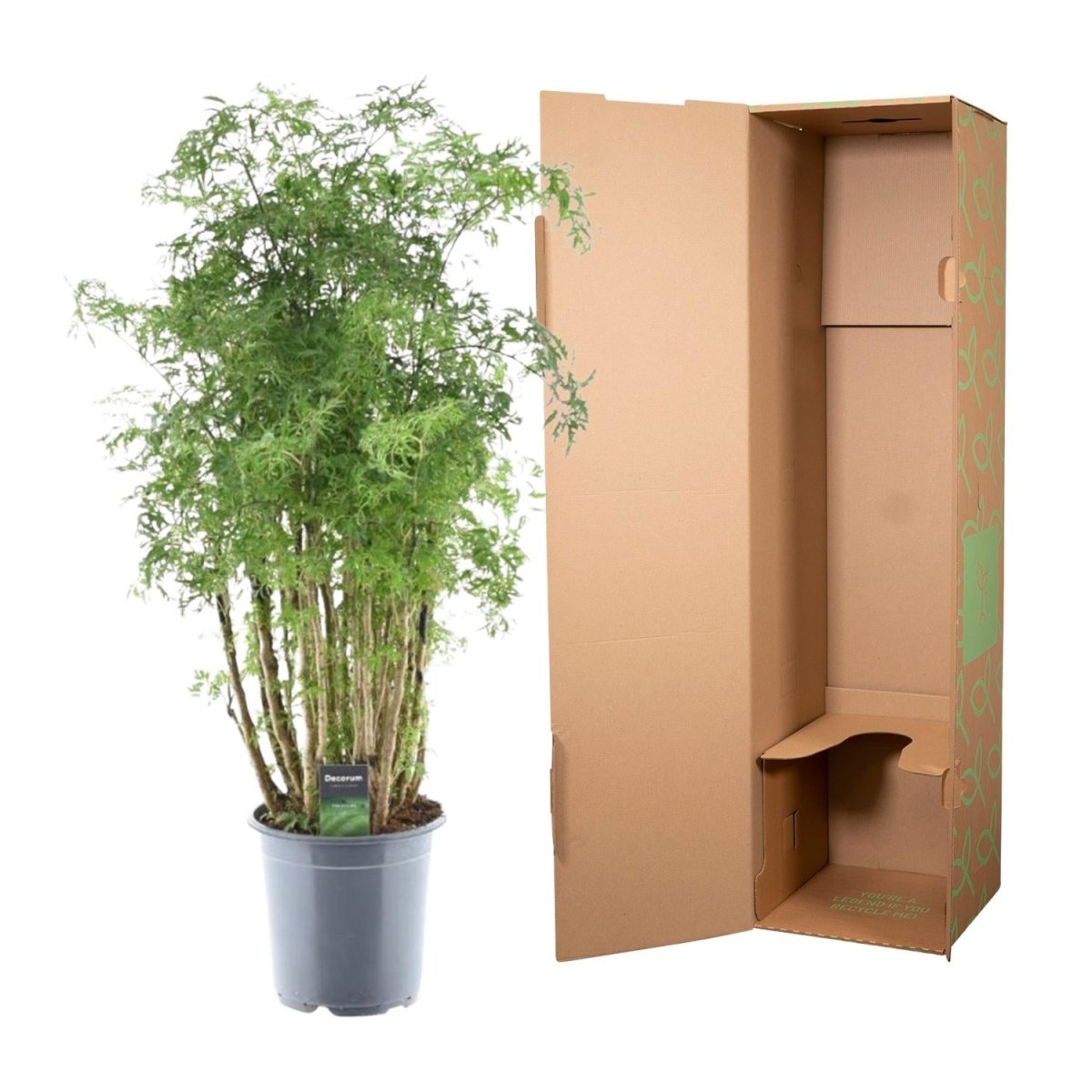 Polyscias Hawaiiana ‘Ming’ 90 cm | Exotische Aralie im Ø24 cm Topf – Immergrün &amp; Pflegeleicht - Wurzelwerk Design