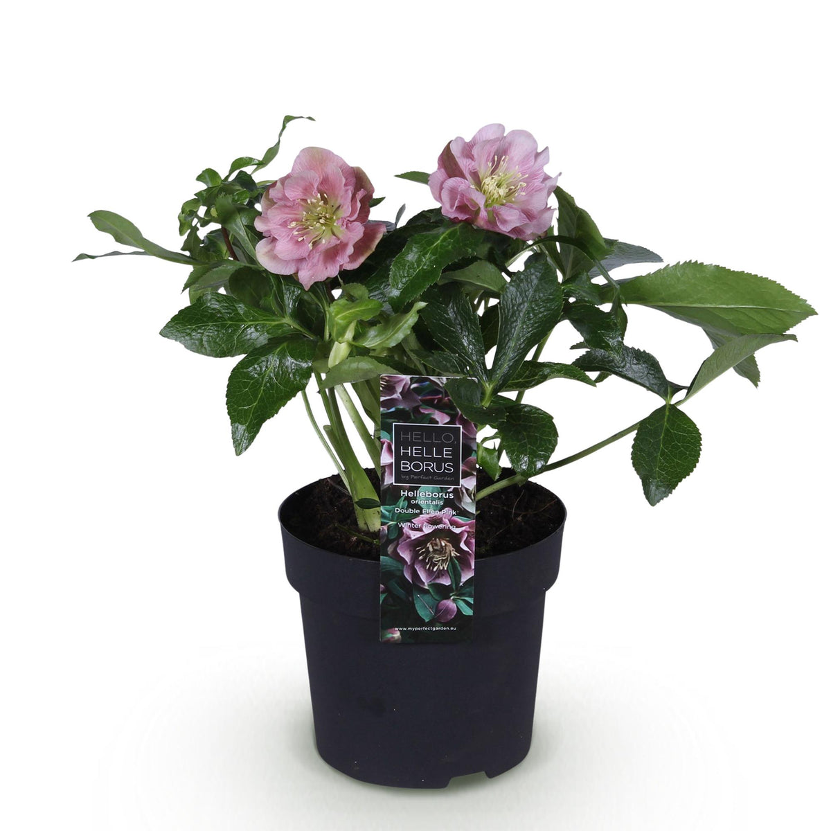 Christrose kaufen - Helleborus orientalis Double Ellen Pink - Rosa Blüte - 1 Pflanze - Immergrün - Topf 14cm Höhe 35cm