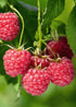 Himbeerpflanze &