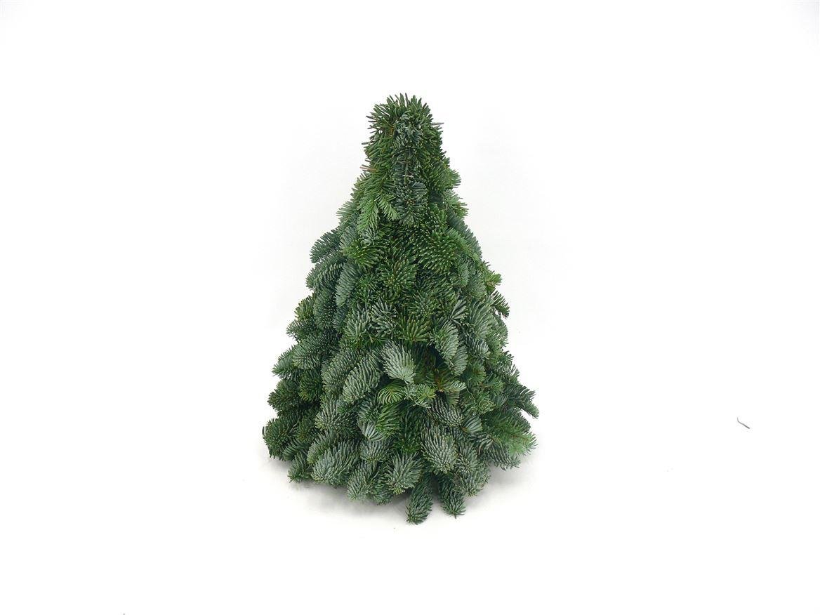Nobilistanne kaufen – Mini-Weihnachtsbaum Abies procera auf Holzscheibe | echt, Höhe 40 cm - Wurzelwerk Design