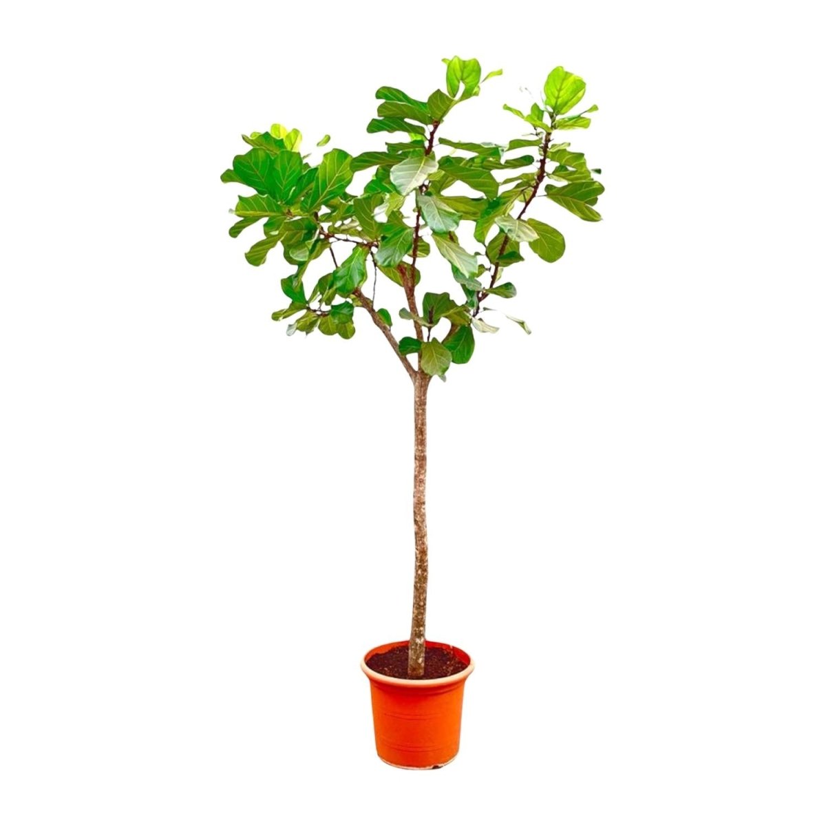 Ficus Lyrata kaufen – Geigenfeige 80–270 cm | auf Stamm - Wurzelwerk Design