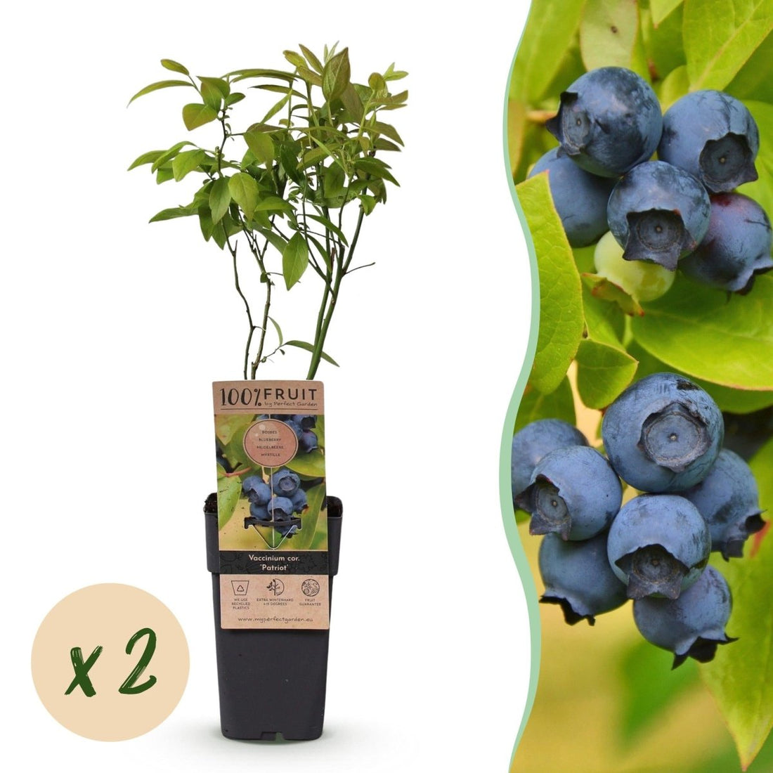 Blaubeere - Vaccinium corymbosum Patriot - 2 Plants - Topf 15cm - Höhe 50cm - Wurzelwerk Design