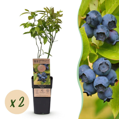Blaubeere - Vaccinium corymbosum Patriot - 2 Plants - Topf 15cm - Höhe 50cm - Wurzelwerk Design