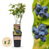 Blaubeere - Vaccinium corymbosum Patriot - 2 Plants - Topf 15cm - Höhe 50cm - Wurzelwerk Design