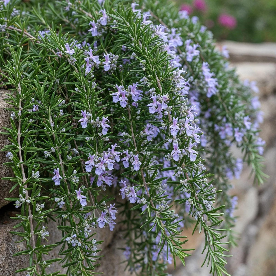 Rosmarinus officinalis Prostratus - Terrassenpflanze - Topf 19cm Höhe 70 - 90cm - Wurzelwerk Design