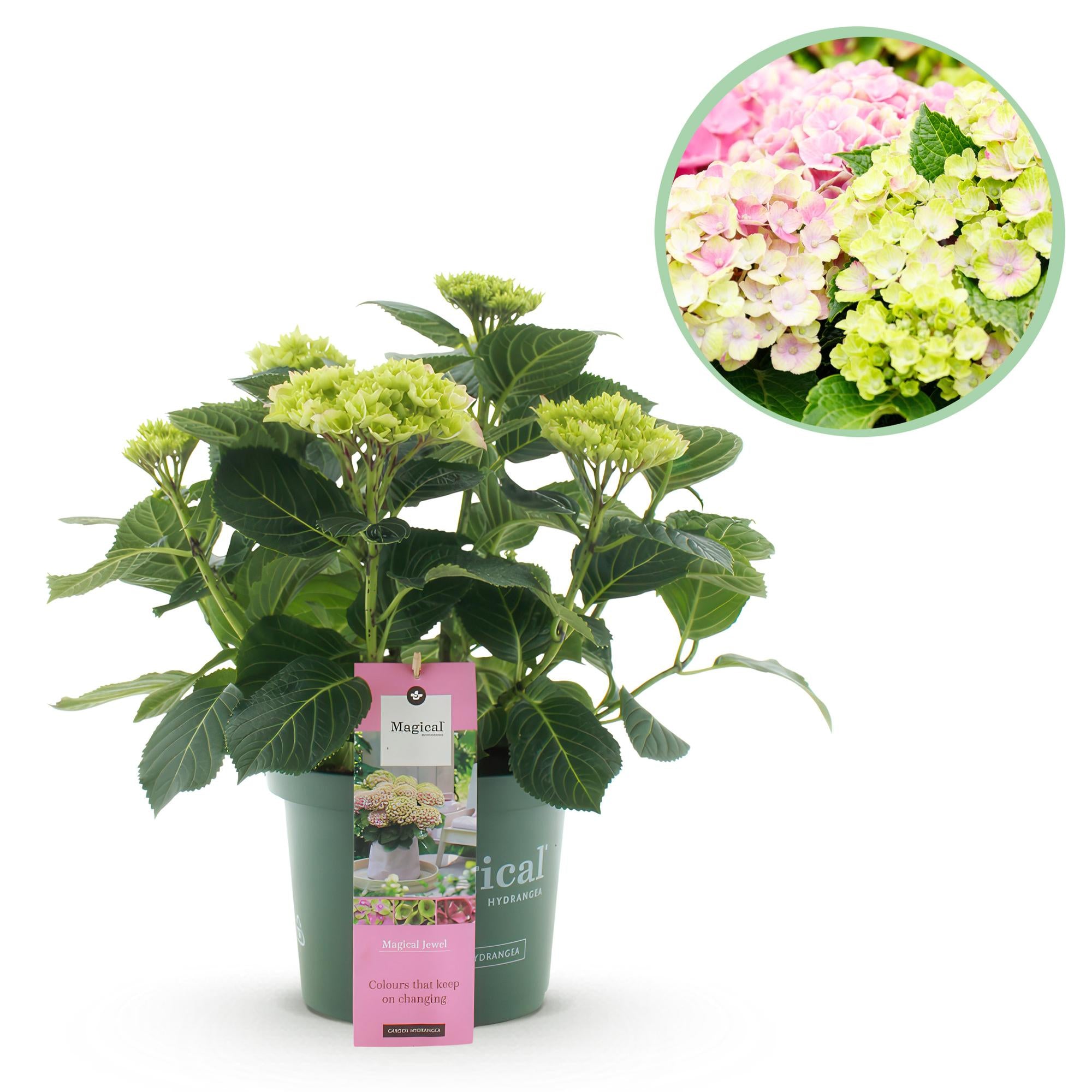 Hydrangea Magical Jewel Pink, rosa Hortensie im Topf, 6-10 Blüten, Höhe 55cm, Everspring, Pflanze für Garten oder Balkon