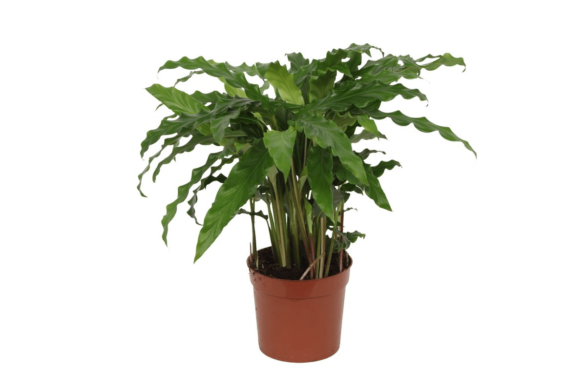 Calathea Bluegrass 35 cm | Korbmarante im Ø12 cm Topf – Immergrün &amp; Haustierfreundlich - Wurzelwerk Design