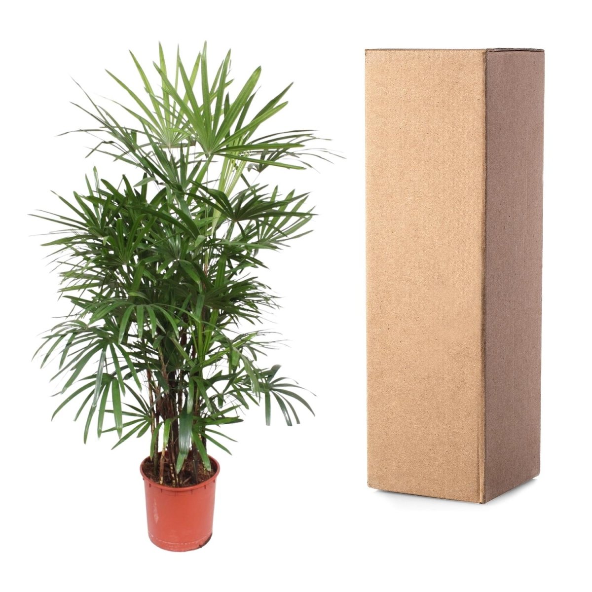 Rhapis excelsa Damenpalme 190 cm | Premium - Zimmerpalme im Ø34 cm Topf – Robust &amp; Luftreinigend - Wurzelwerk Design