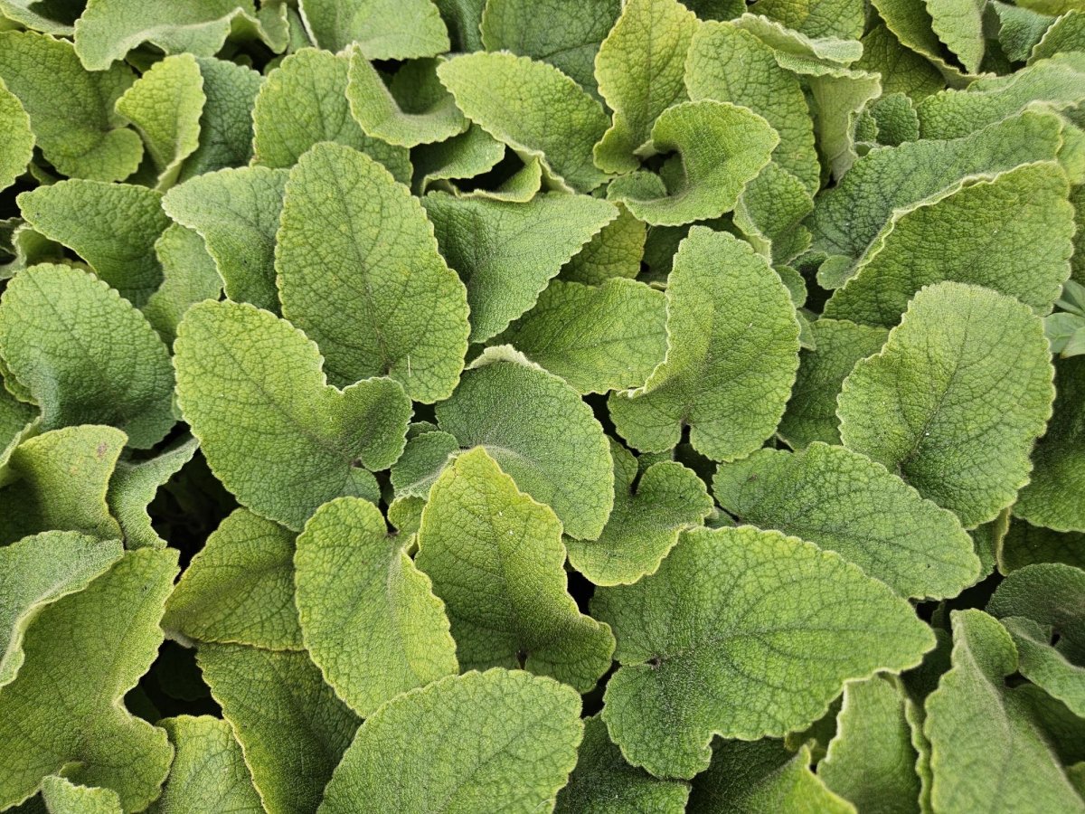 Phlomis russeliana – 24 Pflanzen Ø 9 cm Höhe 10–25 cm – Goldschopf - Brandkraut | Winterharte Staude für Sonne &amp; Halbschatten - Wurzelwerk Design