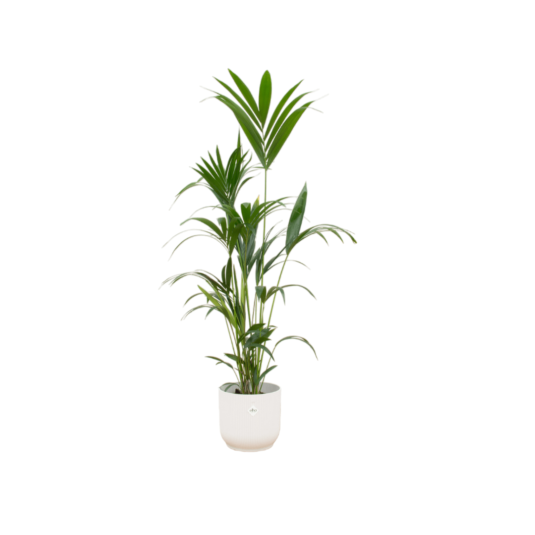 Kentia - Palme 160cm mit Topf – Elegante Zimmerpalme für stilvolles Grün - Wurzelwerk Design