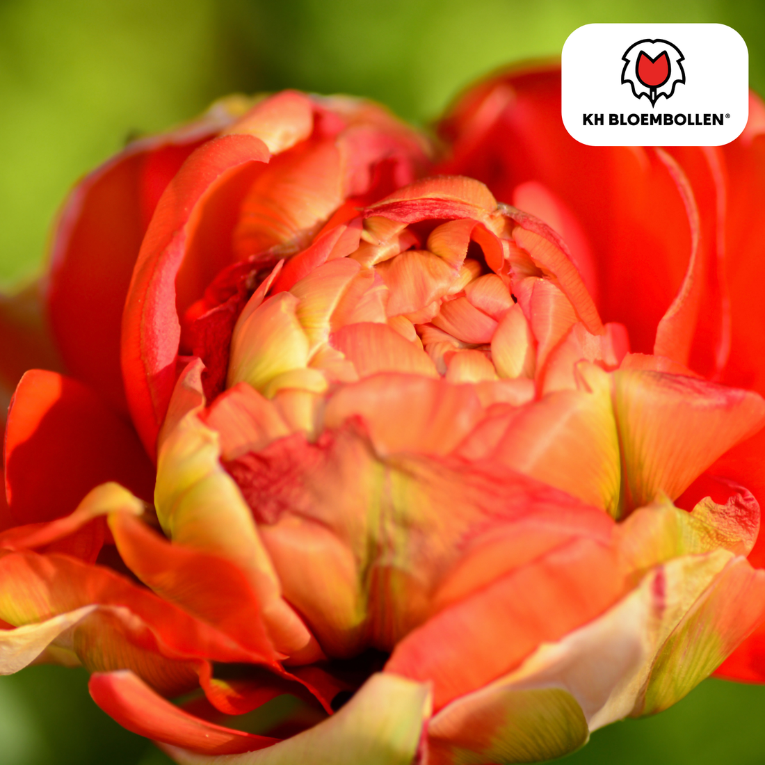 Gefüllte Tulpenzwiebeln Gudoshnik Double von Everspring, 20er-Pack, bunte, gefüllte Tulpen für Garten oder Balkon.