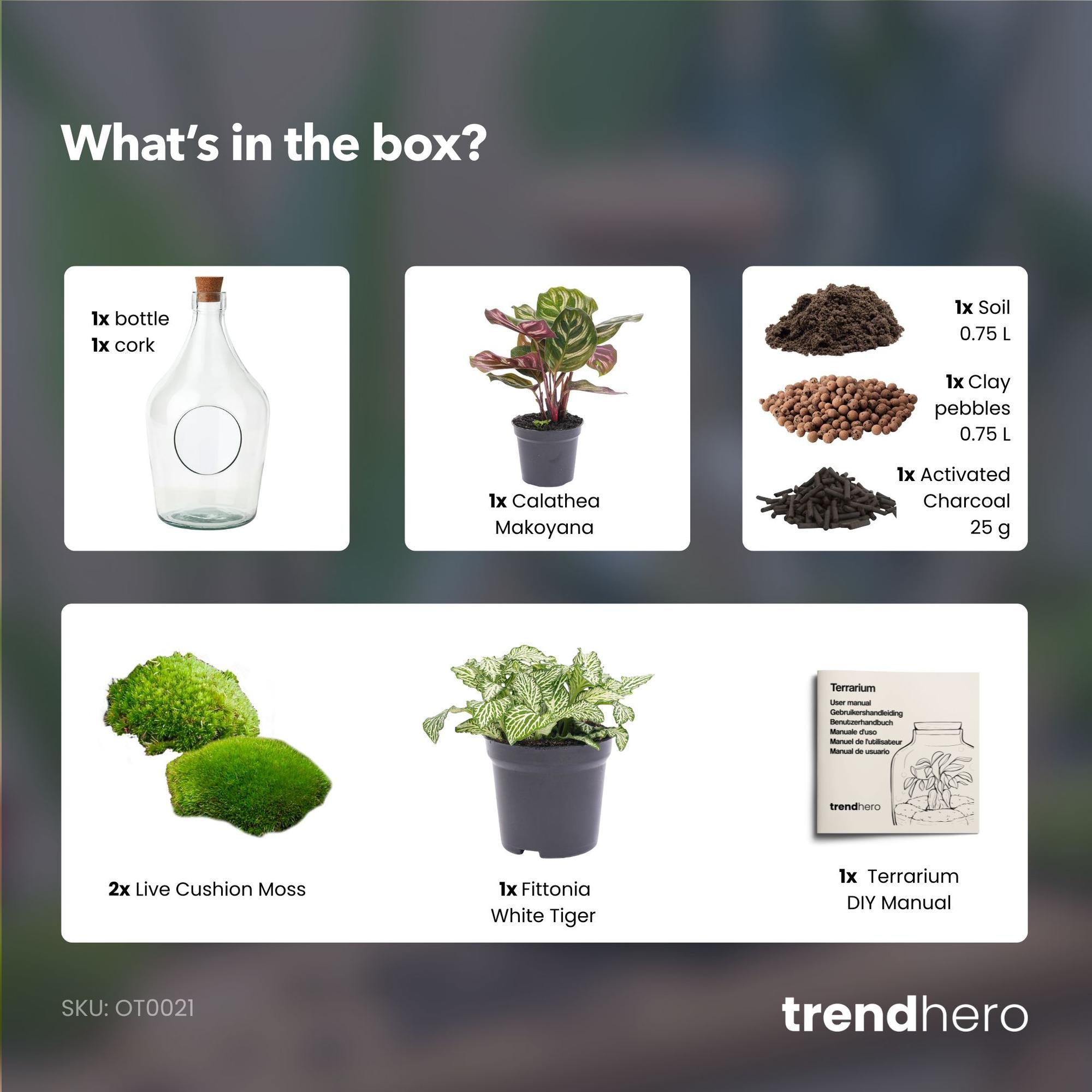 Open terrarium Joss - Calathea Makoyana &amp; Fittonia white Tiger - ↑ 30 cm