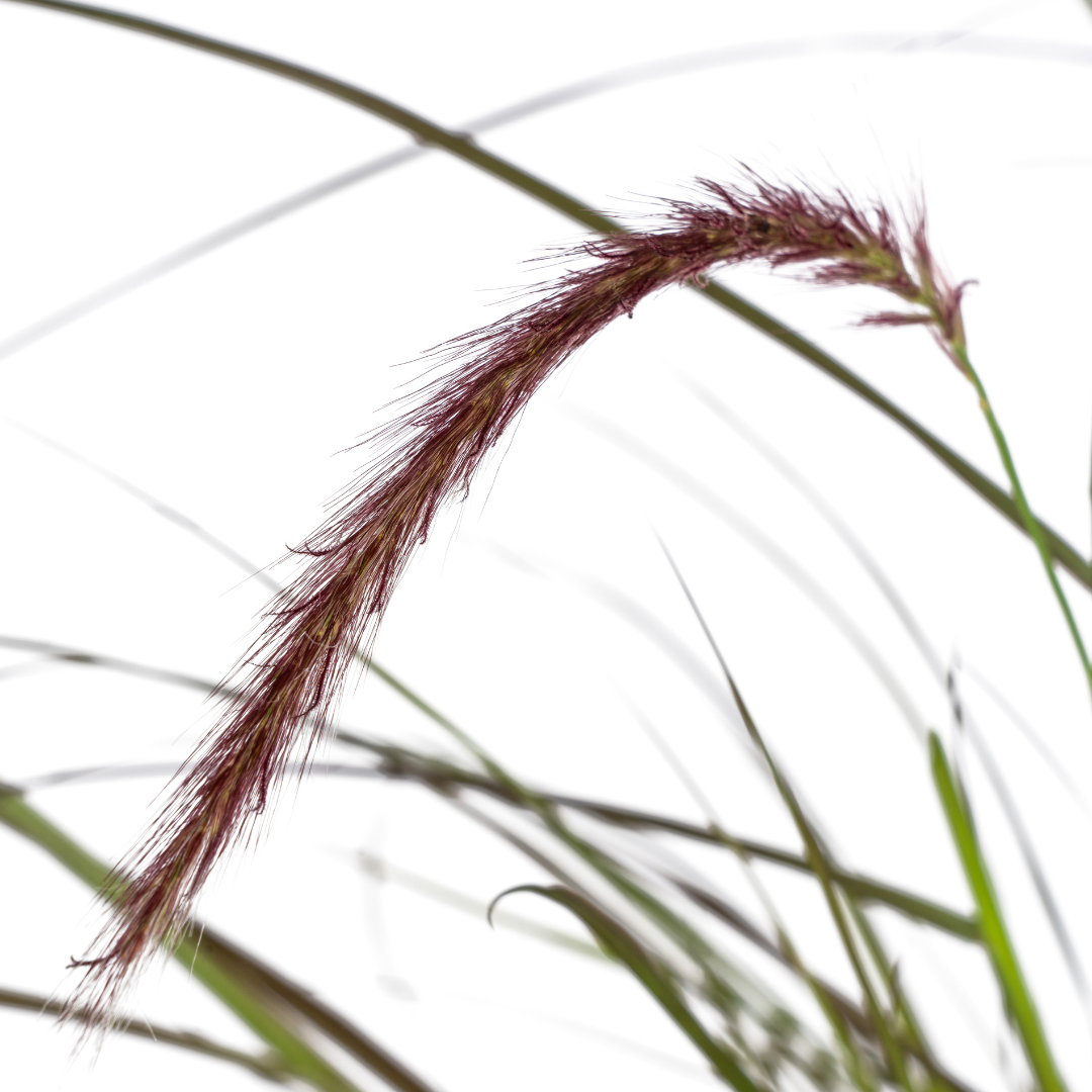 Pennisetum x advena &