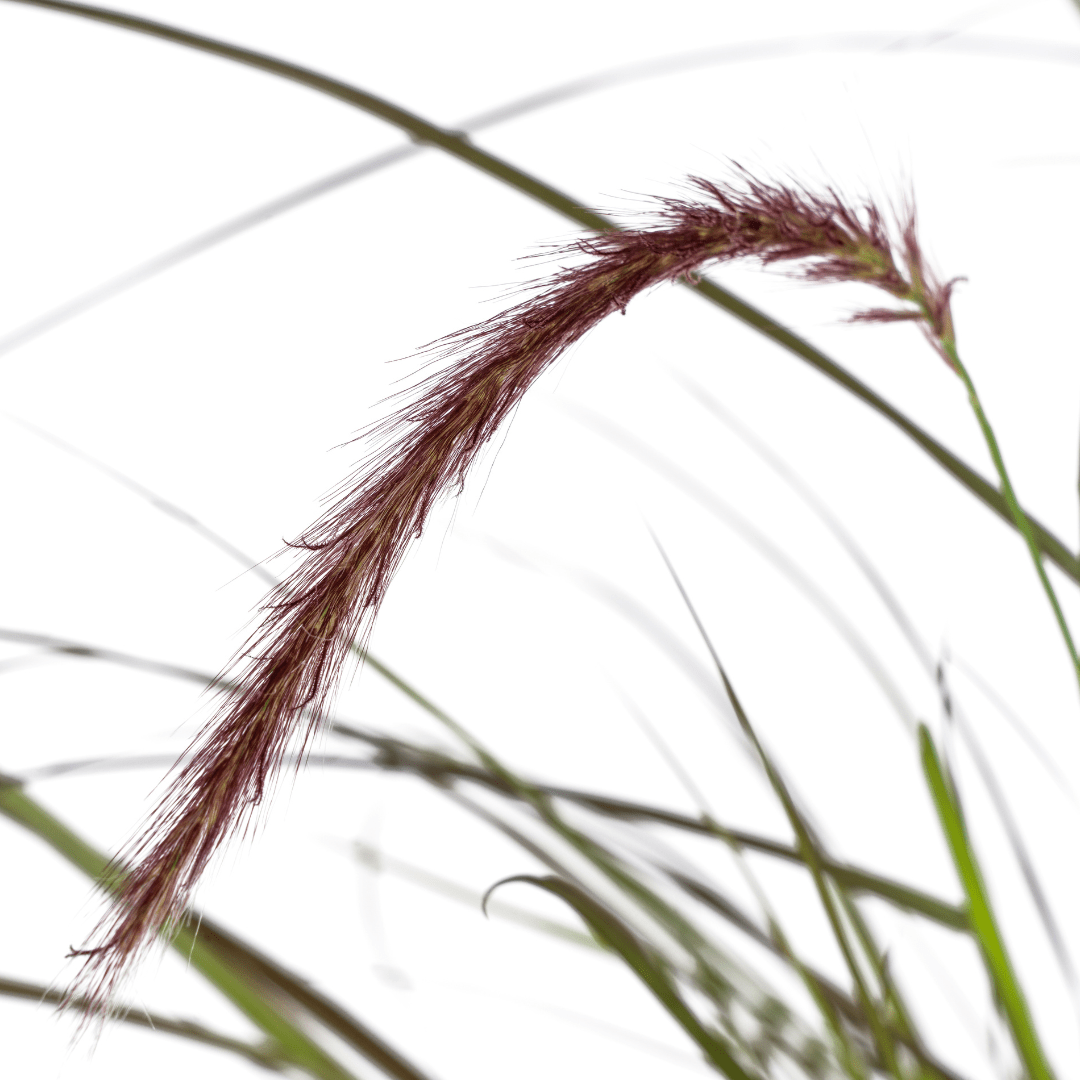 Pennisetum x advena &