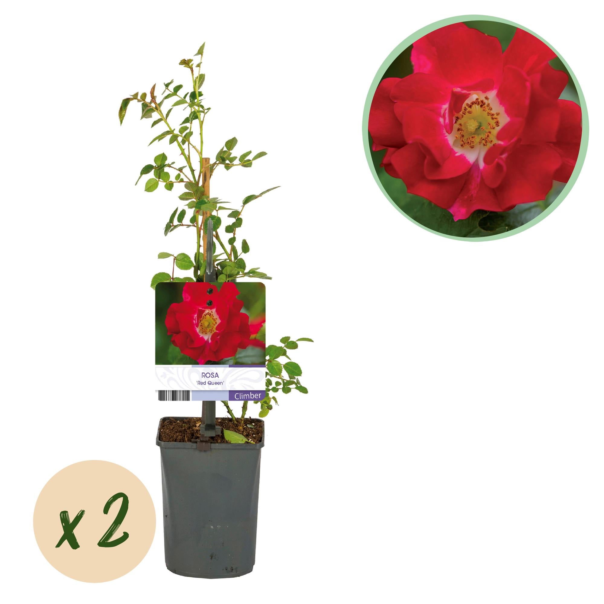 Zwei rote Kletterrosen Rosa Red Queen von Everspring in Töpfen, blühend, ca. 40 cm hoch, pflegeleicht, 11 cm Topfgröße.
