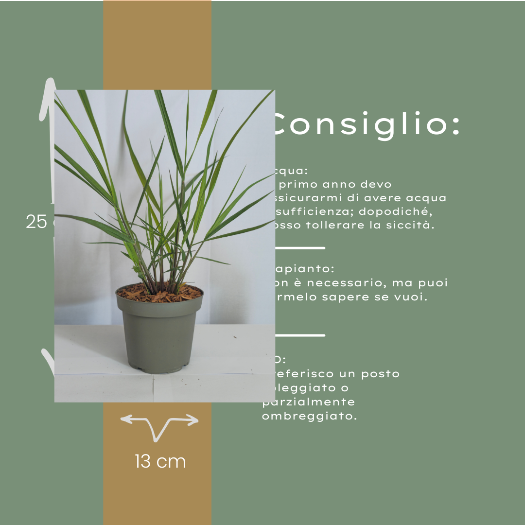 Ziergras Rotstrahlbusch kaufen | 3× Panicum virgatum, Ø 12 cm