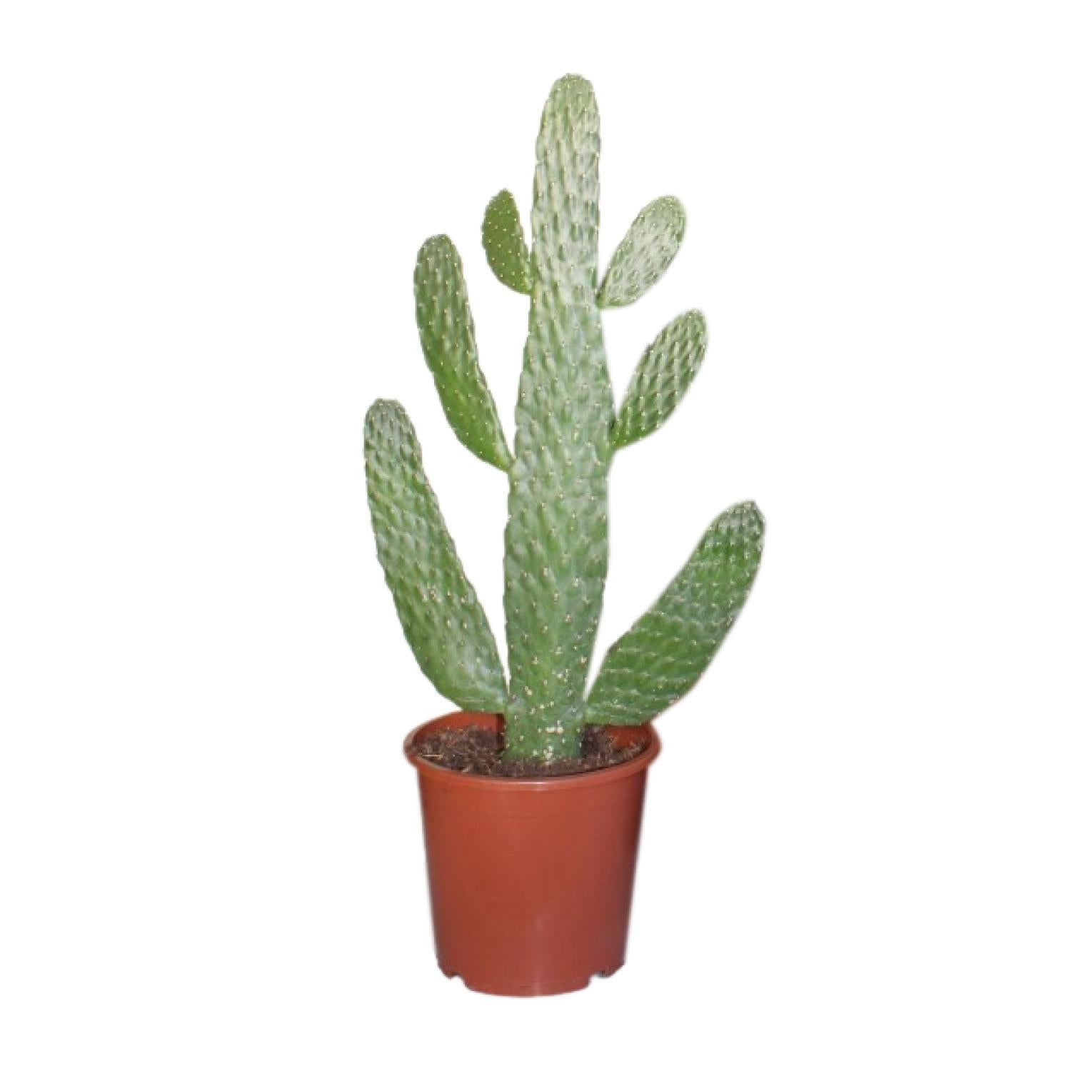 Opuntia Consolea Sukkulentenpflanze von Everspring, Durchmesser 17cm, Höhe 55cm, grüne Pflanze mit stacheligen Ausläufern.