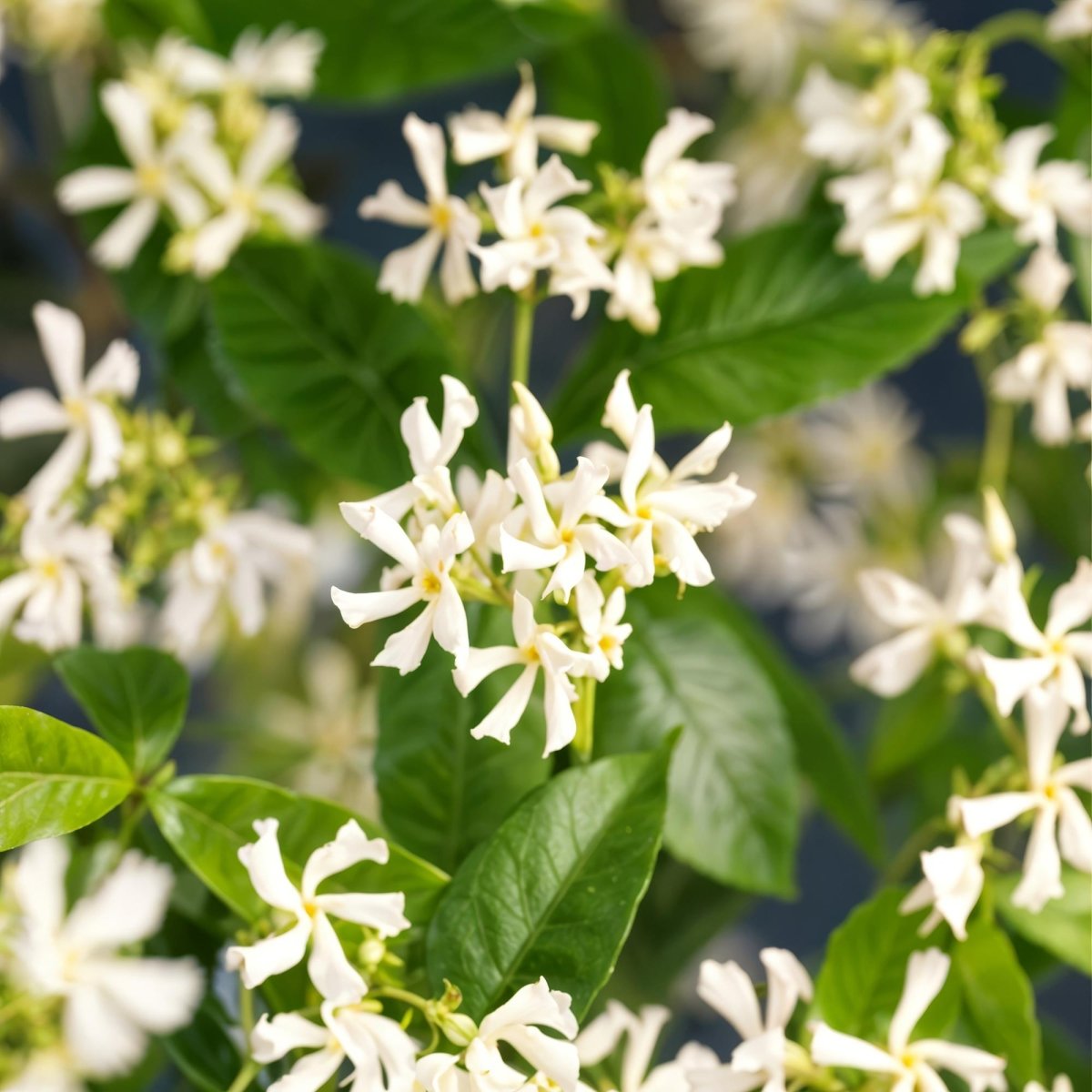 Toskanischer Jasmin - Trachelospermum jasminoides - Blüte Weiß - Immergrün - 2 Pflanzen - Wurzelwerk Design