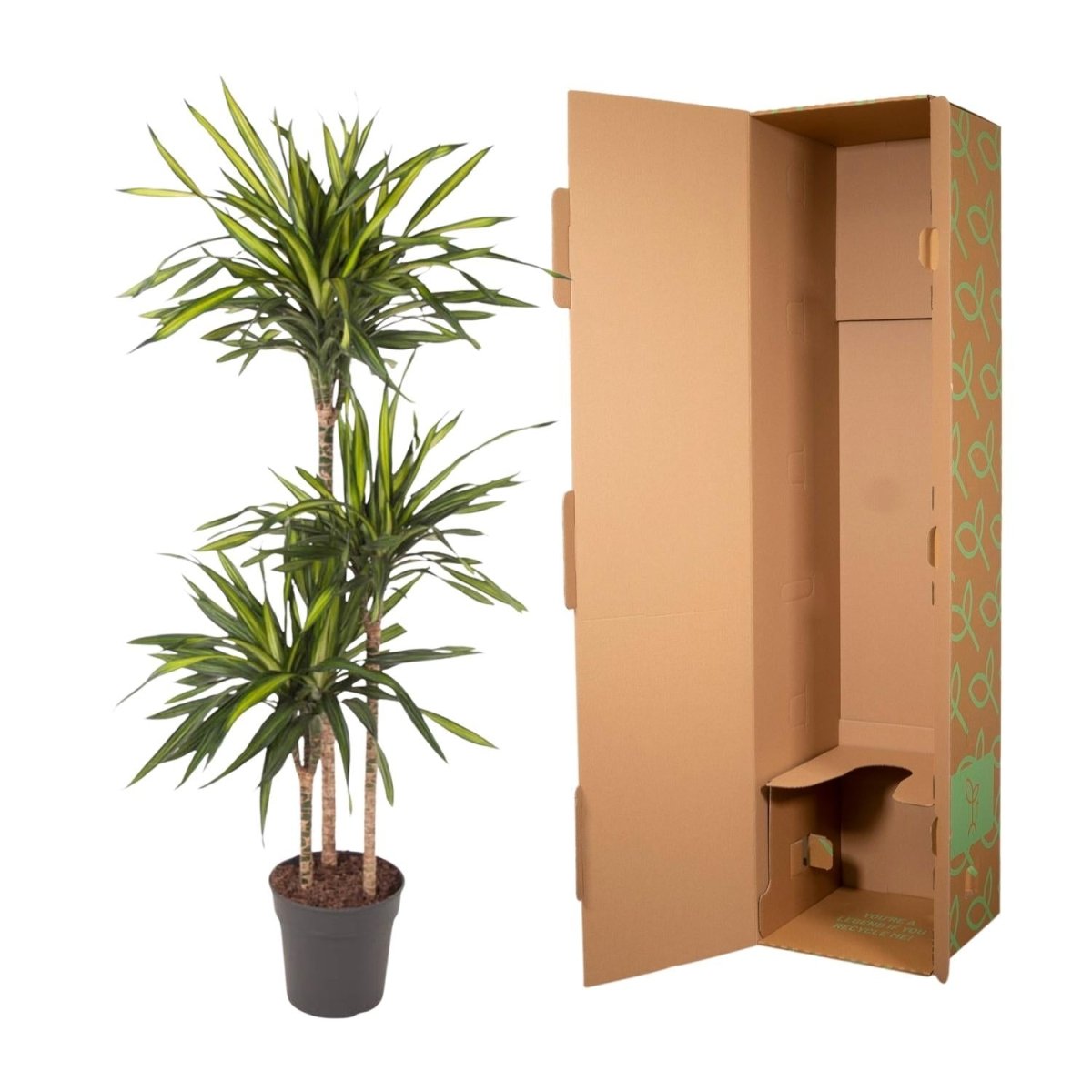 Dracaena Riki – Pflegeleicht &amp; luftreinigend - Wurzelwerk Design