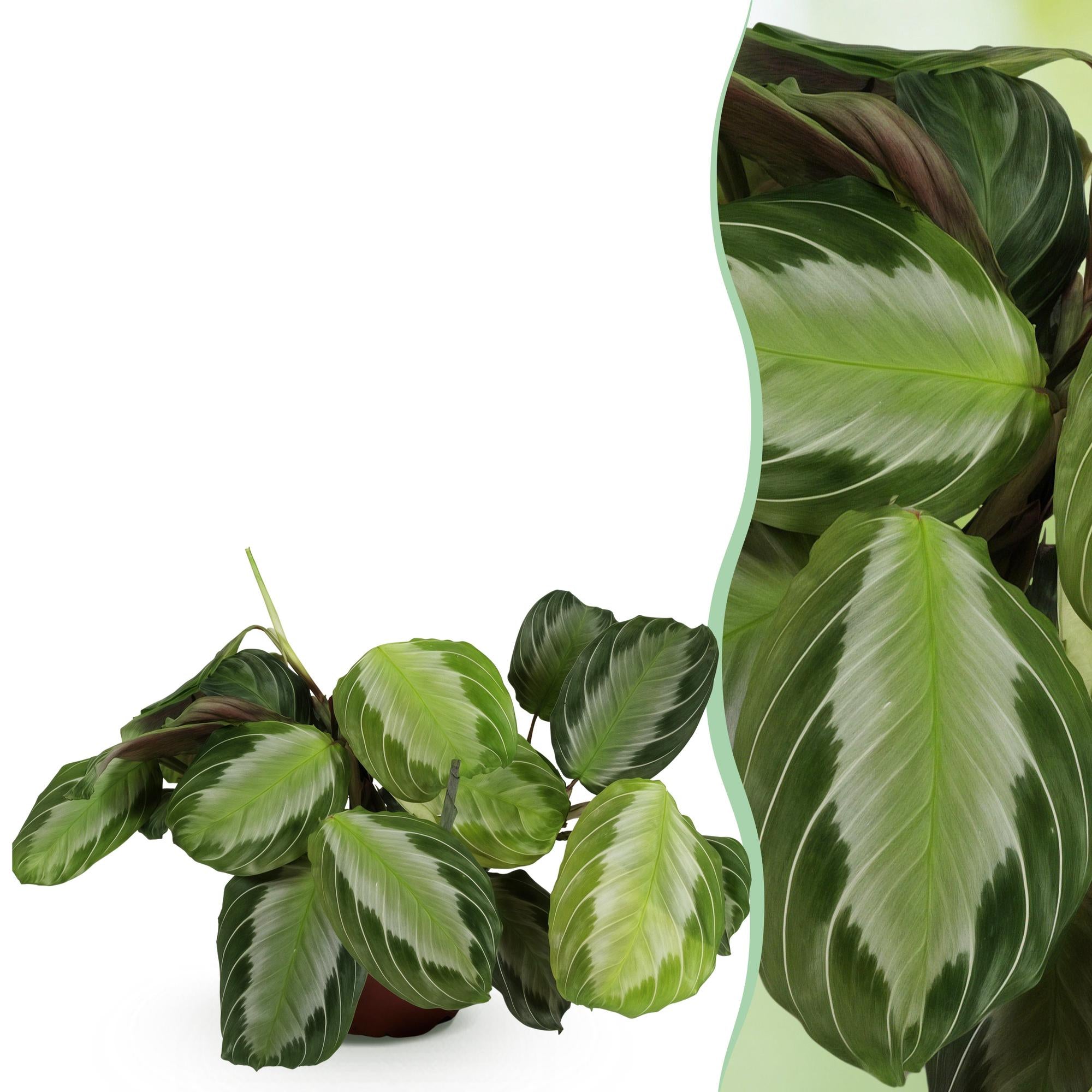 Everspring Maranta Fascinator Silverband Gebetspflanze in 12cm Topf, Höhe 25cm, grüne Blätter, Zimmerpflanze