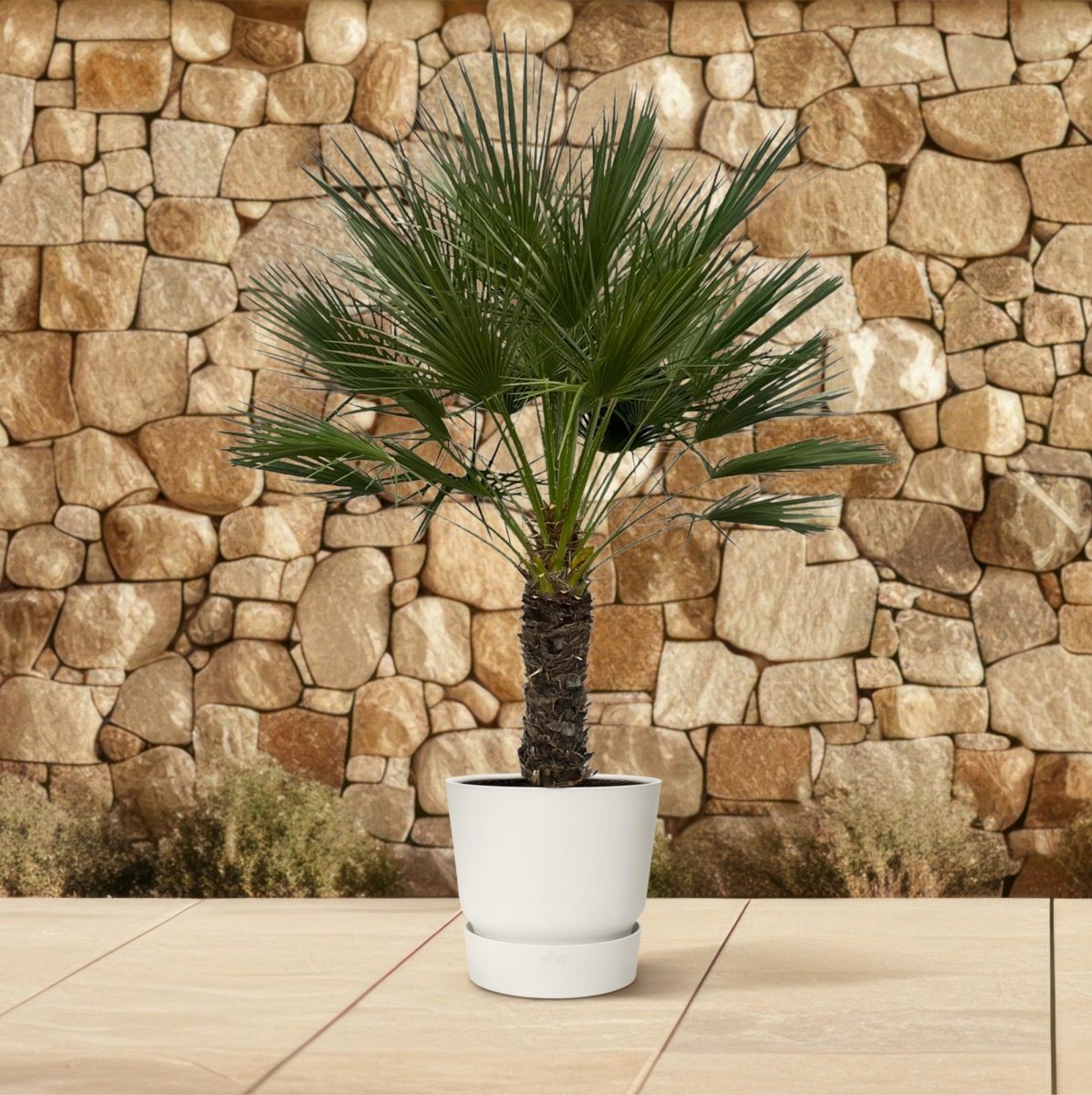 Chamaerops humilis kaufen – Europäische Zwergpalme, winterhart bis –12 °C - Wurzelwerk Design