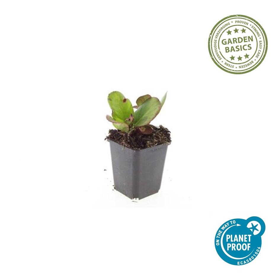 24x Bergenia cordifolia ‘Herbstblüte’ – Herbstblühende Bergenie für Beete &amp; Rabatten – Höhe 10–25 cm – Ø 9 cm