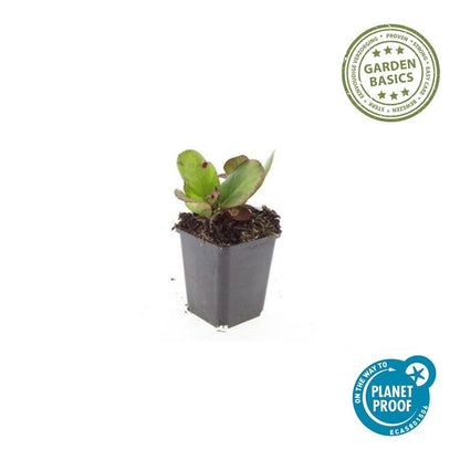 24x Bergenia cordifolia ‘Herbstblüte’ – Herbstblühende Bergenie für Beete &amp; Rabatten – Höhe 10–25 cm – Ø 9 cm