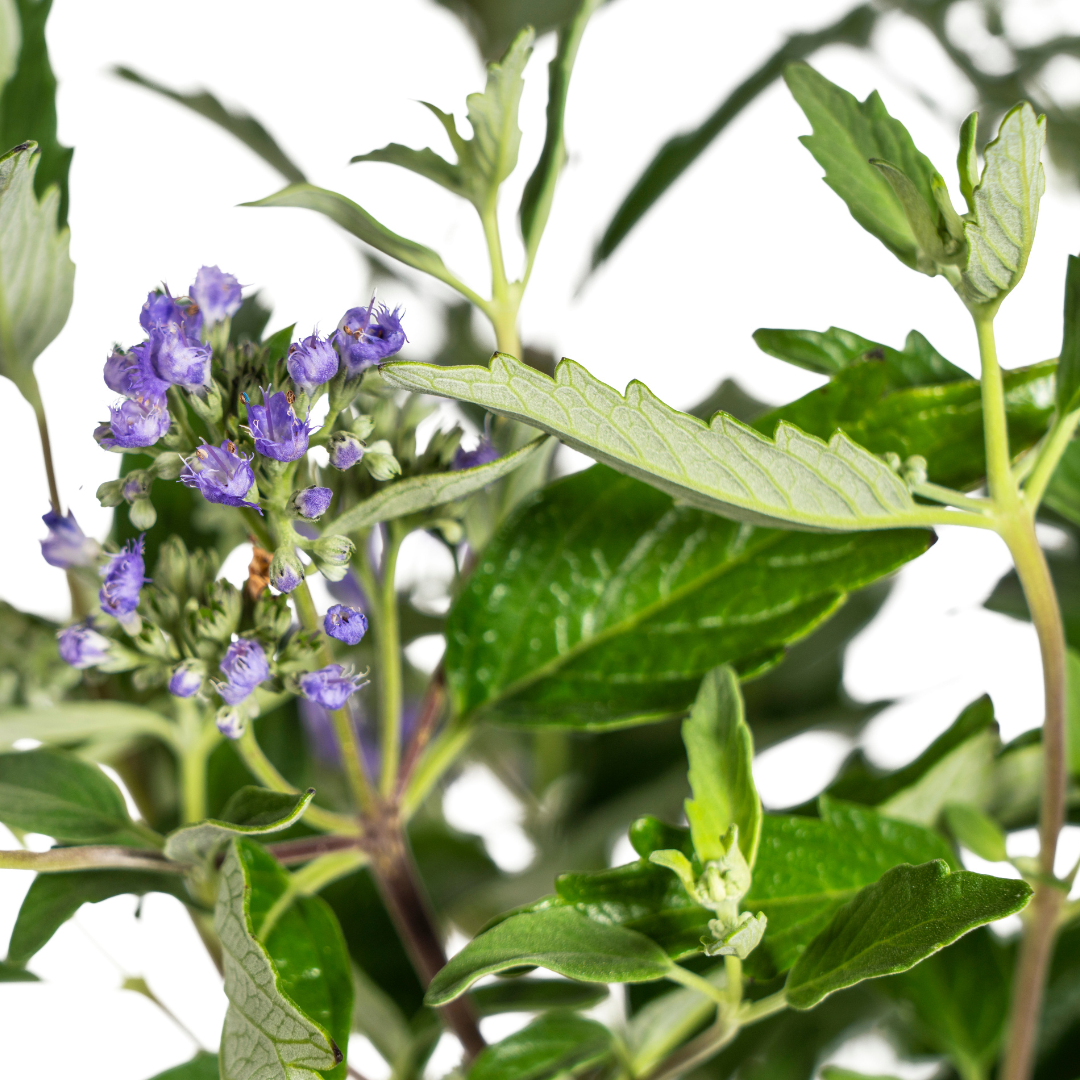 Bartblume Caryopteris x Clandonensis Ø19cm - ↕40 - 50cm