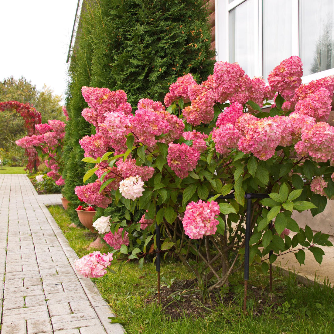 Rispenhortensie - Hydrangea panniculata Vanille Fraise - Blüte Weiß Rosa - 3 Pflanzen 1 m² - Laubabwerfend - Große Blüten - Topf 17cm Höhe 50cm