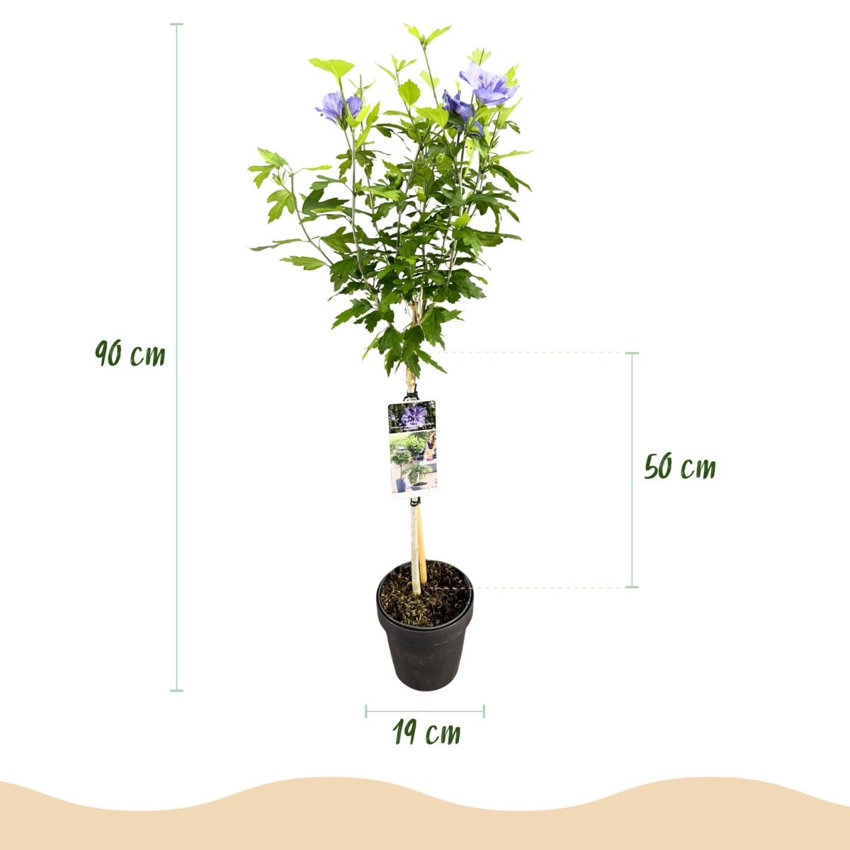 Hibiscus syriacus Blue Chiffon® - Stammpflanze - Terrassenpflanze - Laubabwerfend - Pflegeleicht - Topf 19cm Höhe 90cm - Wurzelwerk Design