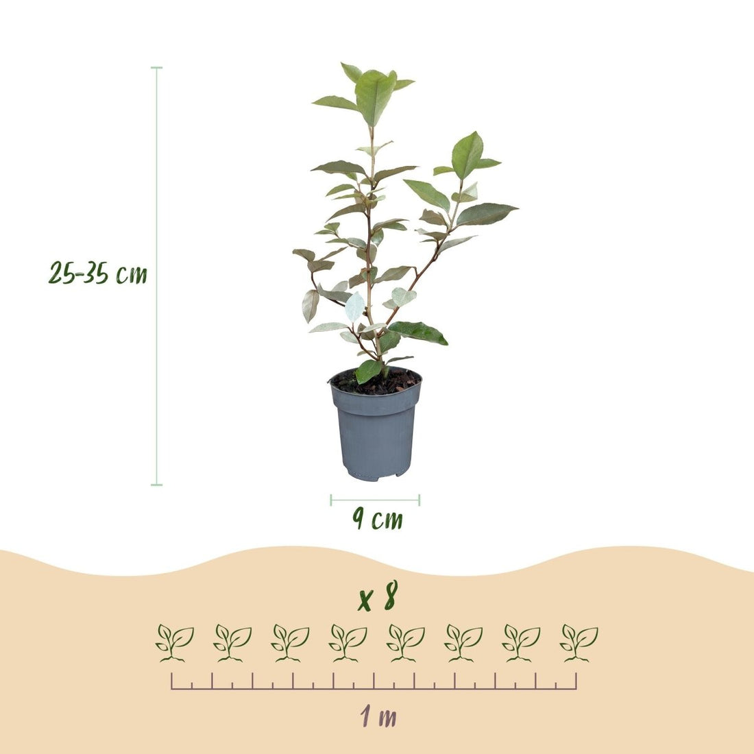 Ölweide Hecke kaufen | 24× Elaeagnus ebbingei Compacta - Wurzelwerk Design