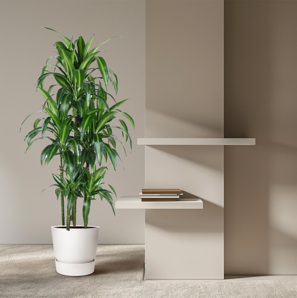 Dracaena Hawaiiana – Exotische Zimmerpflanze mit tropischem Flair - Wurzelwerk Design